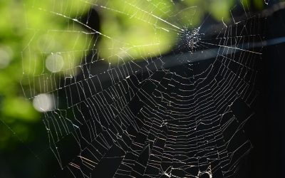 Self-Enquiry & Transcending the Ego